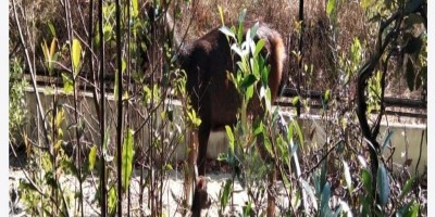 Populasi Rusa Unicolor di Penangkaran TB Primer Batu Besi PT Timah Tbk Bertambah, Tahun Ini Sudah Lahir Empat Anak Rusa 