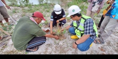 Dampak Baik Pelatihan Pupuk Cair Oleh PT Timah Tbk, Buah Nanas Poktan Air Jelutung Mulai Besar