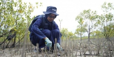 Menjaga Ekosistem Pesisir dan Wujudkan Net Zero Emission, PT Timah Tbk Konsisten Tanam Mangrove di Wilayah Operasional 