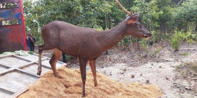 PT Timah Tbk Tingkatkan Konservasi Rusa Sambar: Datangkan Sepuluh Indukan untuk Pelestarian di Belitung Timur