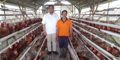 Program PUMK PT Timah Tbk, Dorong Niko Kembangkan Usaha Ayam Petelur