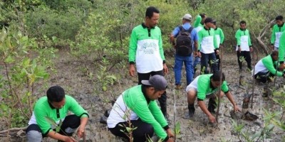 Jaga Ekosistem Pesisir dan Cegah Abrasi, PT Timah Tbk Tanam 12.000 Mangrove di Pesisir Pantai di Kundur